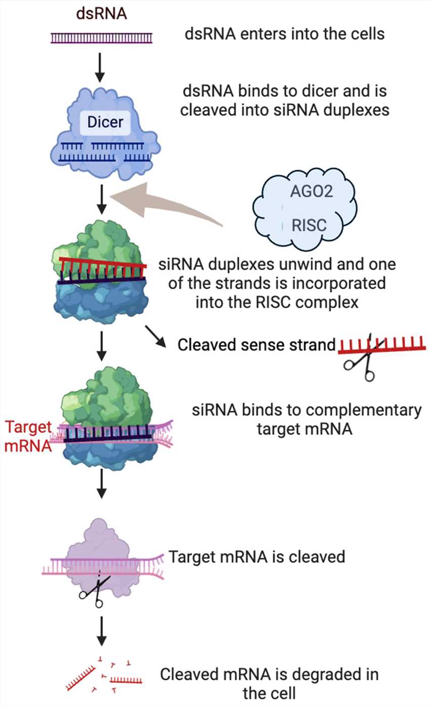 siRNA mainly relies on RISC complexes to exert gene silencing effects. (OA Literature)